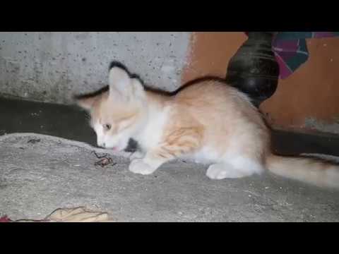 This Is How Cats Eat Insects