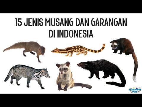, title : '15 Jenis Musang dan Garangan (Viverridae, Herpestidae, Prionodontidae) di Indonesia'