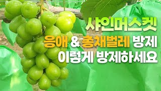 샤인머스켓 병해충 방제법 응애부터 총채까지! 이 영상 하나로 끝내세요
