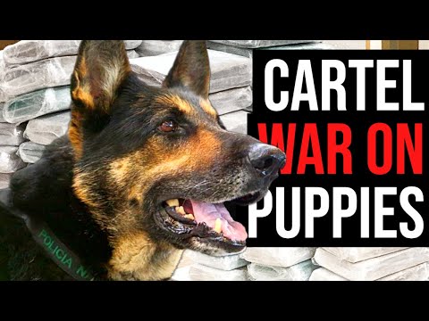 Colombia's drug-sniffing dogs are far too good