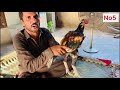 Mianwali Aseel Murga Fight Sindhi Aseel Murga Video Aseel Roster Aseel Murga Video