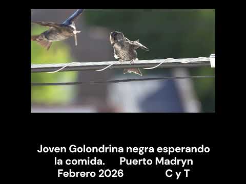 "Joven Golondrina negra esperando la comida".  #avesdeargentina #birds #shorts