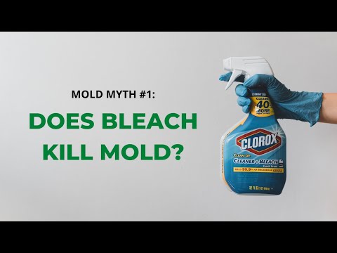 Mold Myth #1: Does Bleach Kill Mold? | Healthy Homes LLC