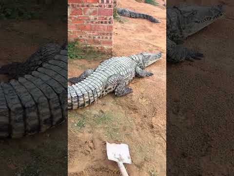 crocodile farming #crocodile #farming #animals #fyp
