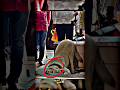 The Dog Is Always Devotee Of Kal Bhairav ️ Wait For End Shorts Kalbhairav Mahadev Hindu