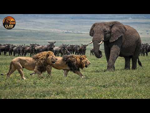 African Lion – A Dangerous Journey Across Borders | Wildlife Documentary
