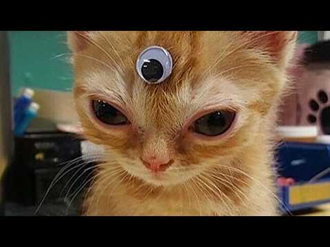 Noyau de chat