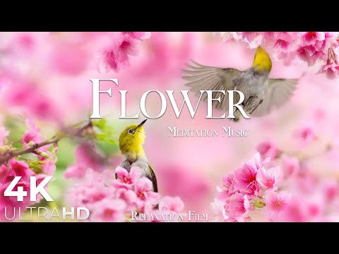 Flower 4K Nature Relaxation Film - Healing and Meditation Music