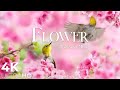 Flower 4K Nature Relaxation Film Healing And Meditation Music