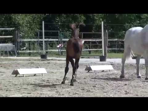 Contendro Hengstfohlen