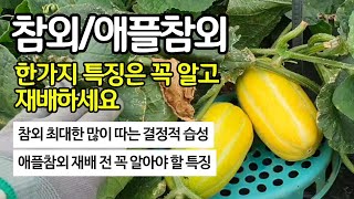 참외/애플참외 이 특징은 꼭 알고 재배하세요 - 두가지 모두 재배 전에 미리 알아야 후회 없습니다 