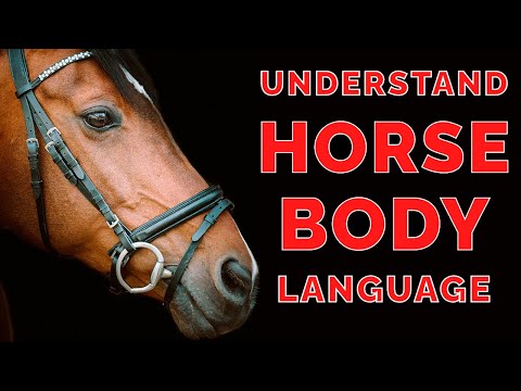 Understand Your Horse’s Body Language: 5 Key Points Explained