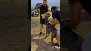 Download lagu Mastino napoletano bite work #mastino #mastinonapoletano #workingdogs mp3