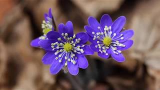 ♥ Can&#39;t Help Falling In Love(Richard Marx)