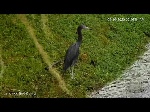 Little Blue Heron Spotted On Skidaway Island, Georgia – Sept. 16, 2020