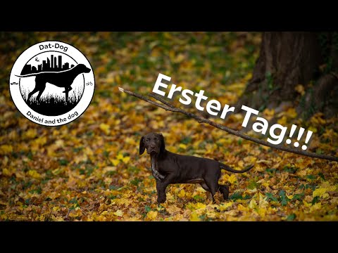 Erster Tag I Deutsch Kurzhaar muss in die Schule!