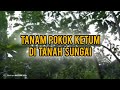 tanam pokok ketum di tanah sungai