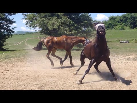 Les chevaux les plus drôles de la semaine - compilation de vidéos de chevaux drôles et mignons 2024