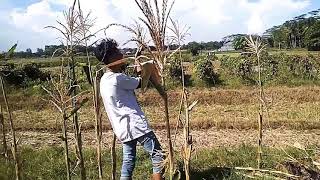 Download lagu Frustasi karena cinta #story wa mp3 Download lagu Frustasi karena cinta #story wa mp3