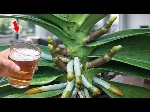 Just Pour Once! Each Orchid Branch Grows Hundreds Of Flowers, Healthy Roots!