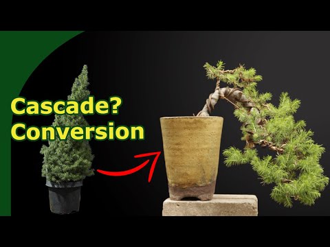 Turn a cheap Christmas tree into a Cascade Bonsai !