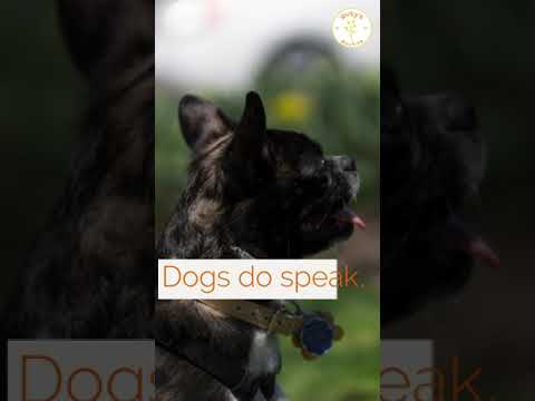 Life is Better When There Is a Dog #shorts #youtubeshort