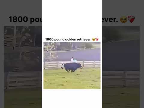 1800 pound golden retriever. 🥹❤️‍🩹