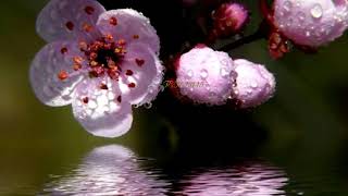 Ana Gabriel  Marc Anthony   ❤ 💕  Quiero Vivir La Vida Amándote  ❤ 💕