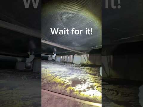 Removing a Huge Dead Possum From Under a Home!