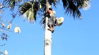 Download lagu Lakamola Anan Sio mp3