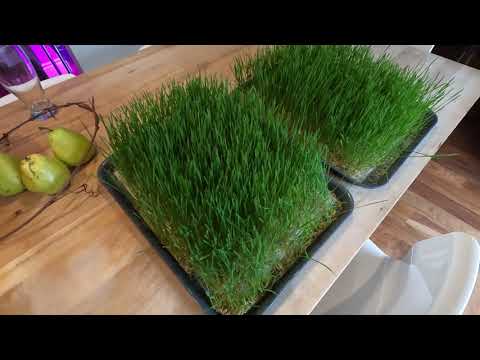 , title : 'Comment faire pousser de l'herbe de blé sans terre en 7 minutes'