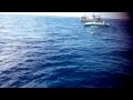 Океан Дельфины и кит 