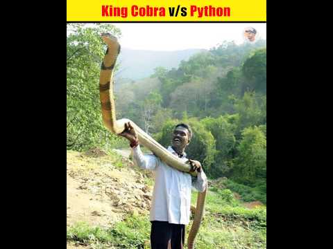 King Cobra v/s Python #shorts #fact #animal #viral