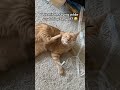 Orange Tabby Meowing While Scratching
