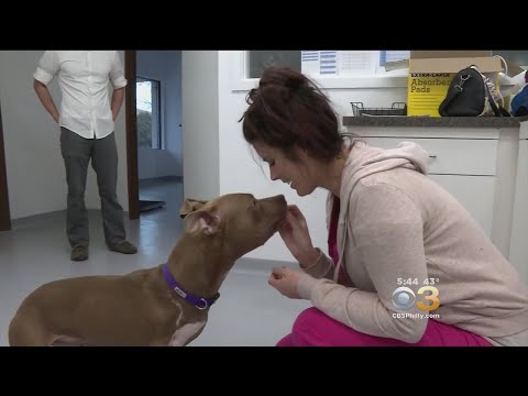 Suicide Risk High Among Female Veterinarians, Study Shows