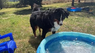 Bernese Mountain Dog Plays In Our Babies Pool