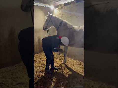 Connemara Gelding - Image 2