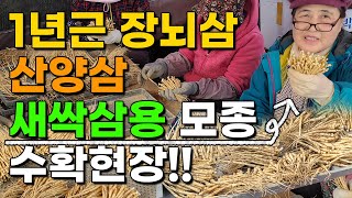 1년근 모종삼 50명이서 이렇게 수확합니다 새싹삼 산양삼 장뇌삼용 모종삼