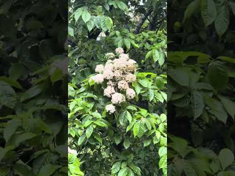 Photinia beauverdiana … Christmas Berry