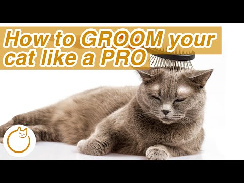 DON'T DO THIS When Grooming Your Cat at Home! - Top Tips 2021
