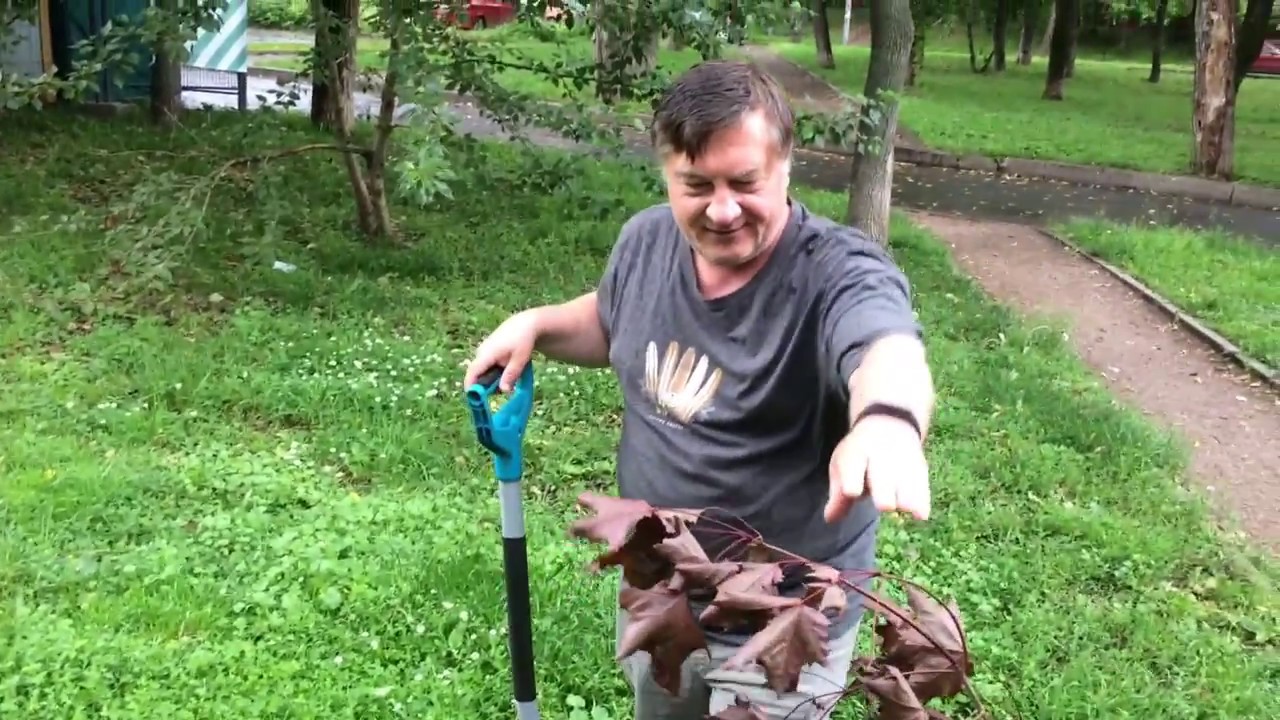 Клен красный (болотный)