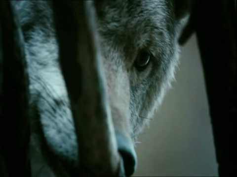 NEMES LEVENTE - Bánat