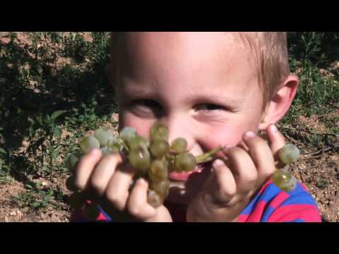 download lagu mp3 mp4 Gumpoldskirchen Wein, download lagu Gumpoldskirchen Wein gratis, unduh video klip Gumpoldskirchen Wein