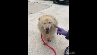 Video preview image #1 Mutt Puppy For Sale in Seattle, WA, USA