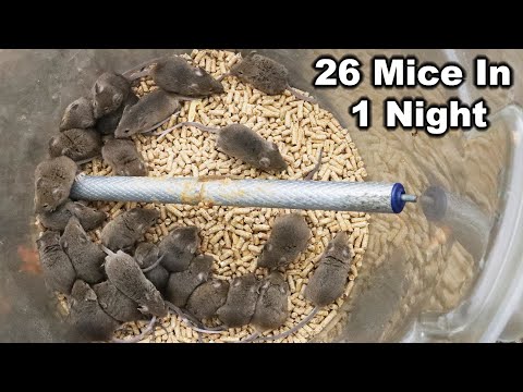 Log Roller Mouse Trap