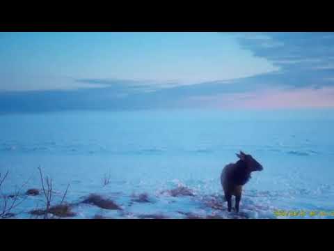 Нацпарк «Ленские столбы» показал, как изюбры лакомятся на подкормочной площадке