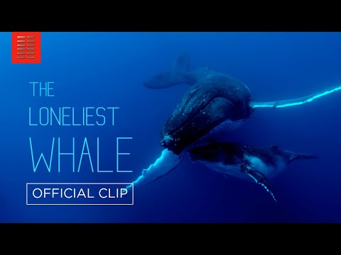 The Loneliest Whale: The Search for 52 (Clip 'So Who Does Respond')
