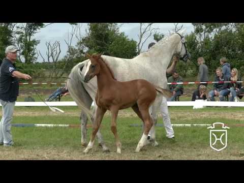 NF204 Stutfohlen von Baloubet du Rouet - Casall - Acorado
