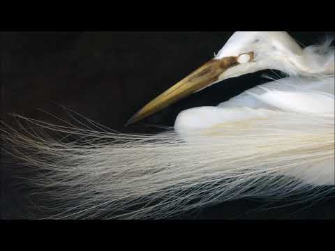 Vahram Sarkissian and David Balasanyan - An Interrupted Flight / Free Improvisation 2017