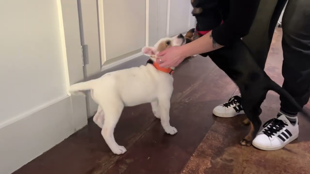 Enlarge Cola, a Adoptable mixed breed in San Antonio, TX video 5/5